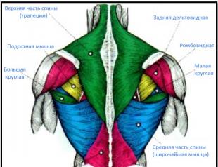 Exercises for the trapezius muscle of the back